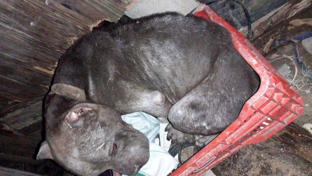 Cachorro pit bull foi resgatado de maus tratos em Camboriú