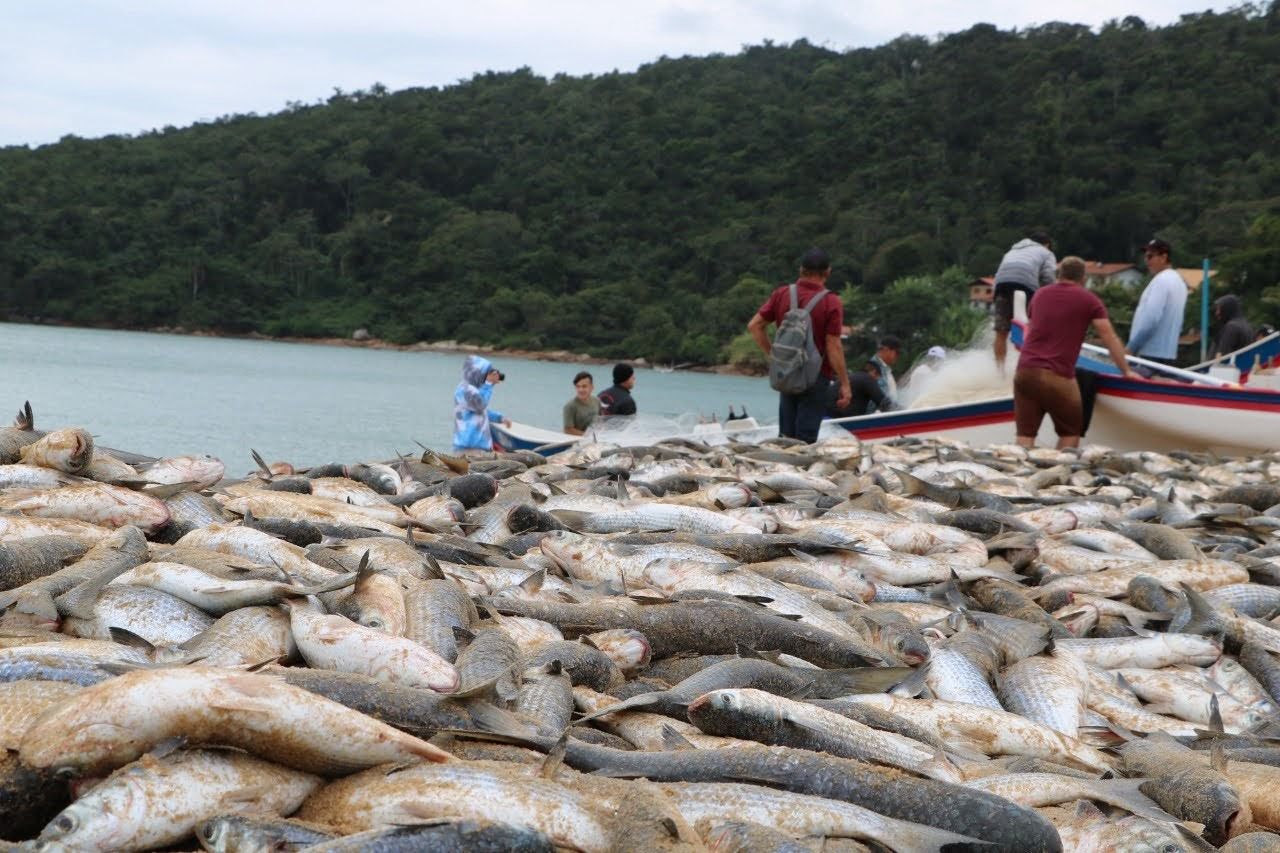 Safra da tainha começa nesta sexta-feira em Balneário Camboriú com expectativa positiva