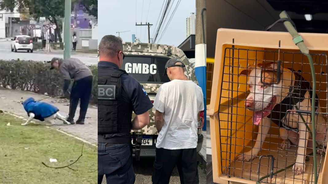 Homem foi preso nesta quinta (C), após ser flagrado agredindo o cão (E), que foi resgatado pela Guarda Municipal (D). (Crédito: Reprodução/GMBC)
