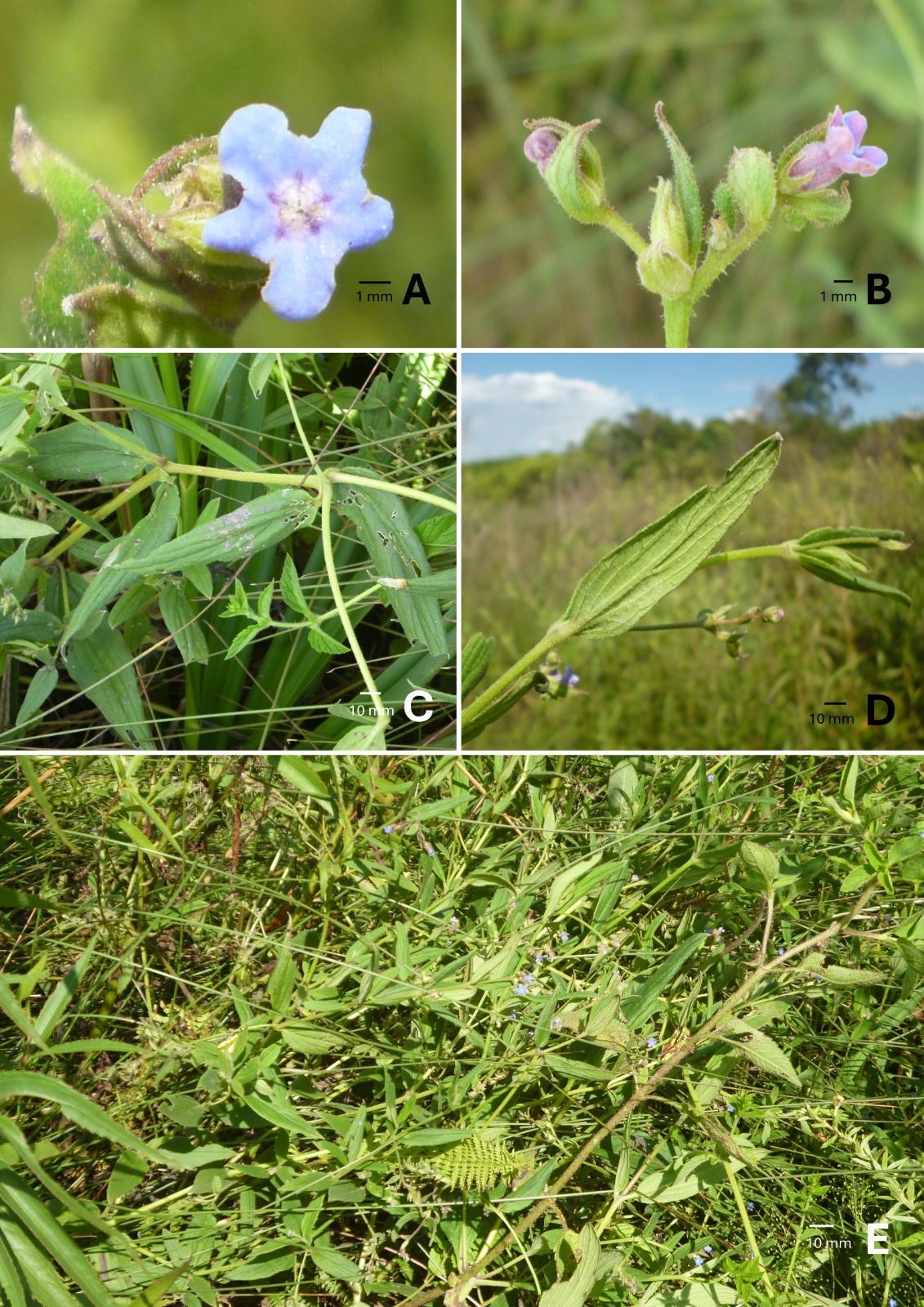 Thaumatocaryon-hilarii (Foto: Douglas-Meyer)