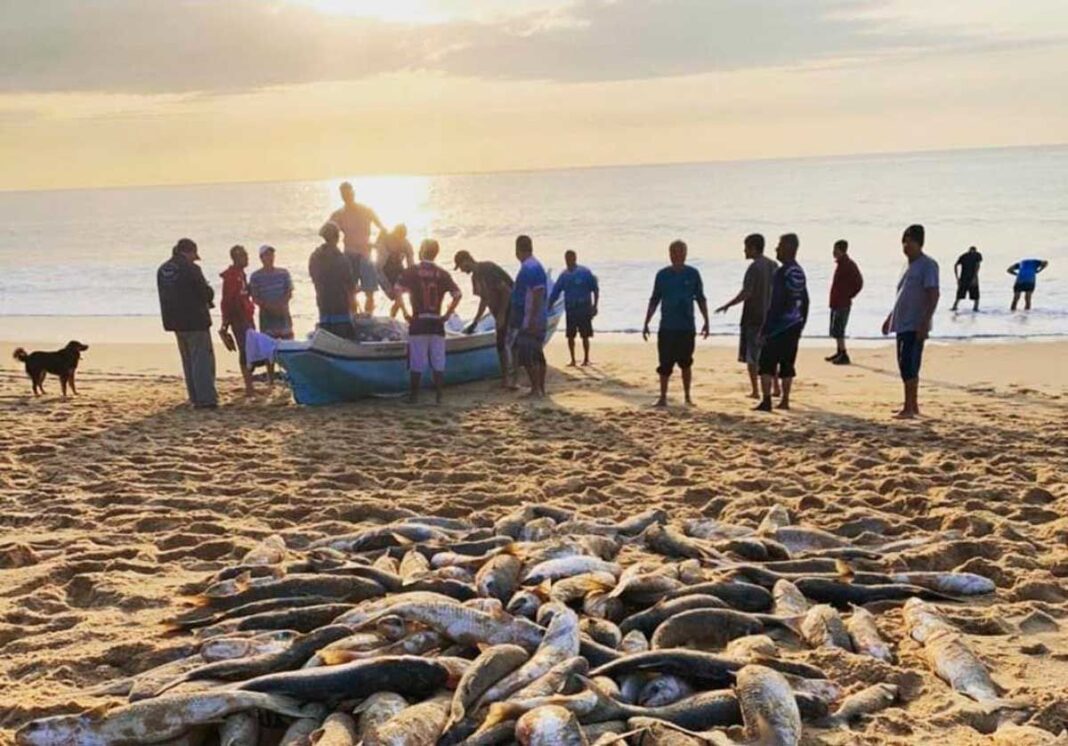 Foto ilustrativa da safra da tainha em Balneário Camboriú. (Crédito @pesca_da_tainha_estaleirinho)