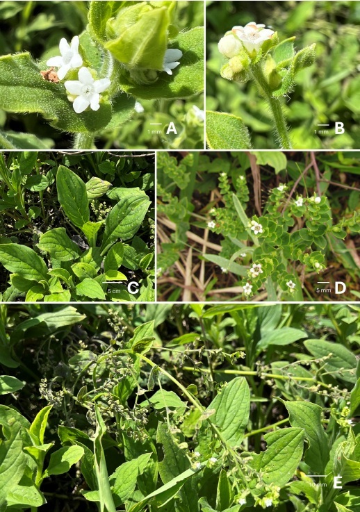 Thaumatocaryon dasyanthum (Foto: Luís A.Funez)