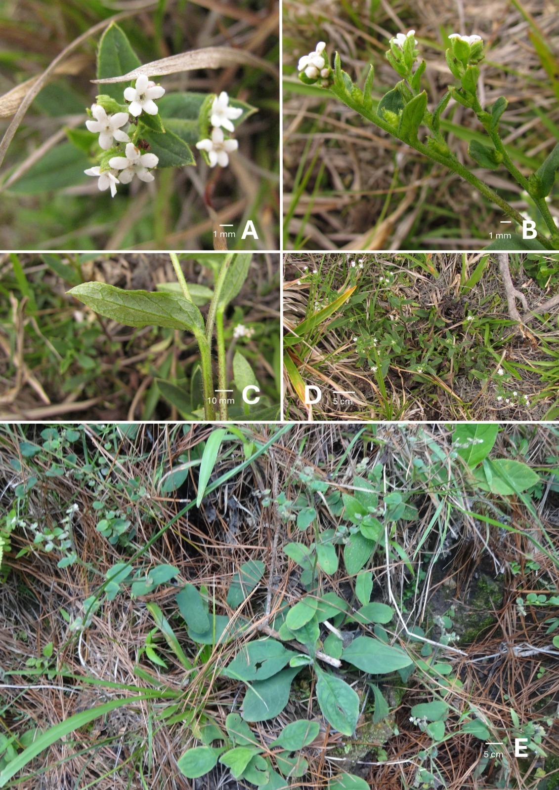 Thaumatocaryon-quiririensis (Fotos: Luis A. Funez e Paulo Schiwirkowski)