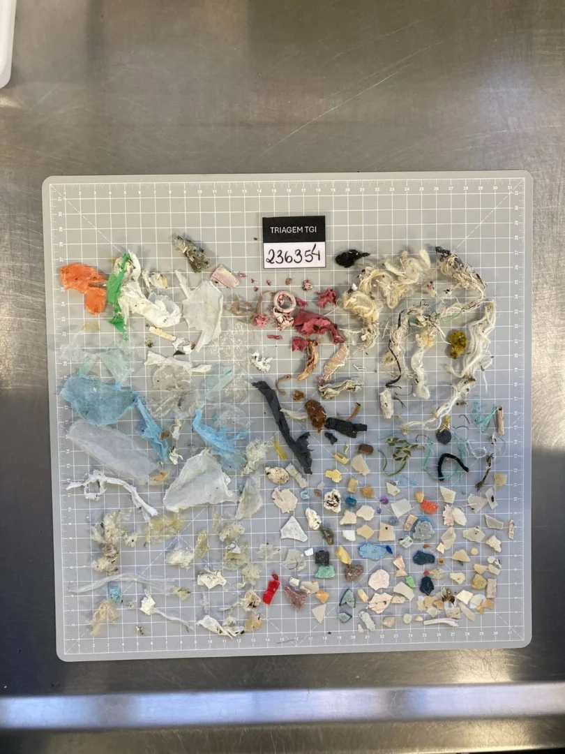 Materiais encontrados em animais pelo PMP (Foto PMP Univali)