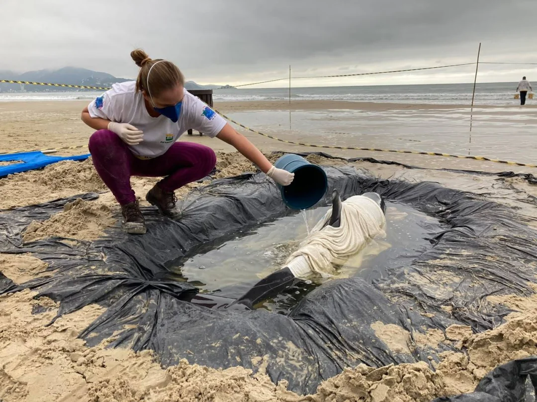 Trabalho pode ser realizado diretamente nas praias (Foto Divulgação)
