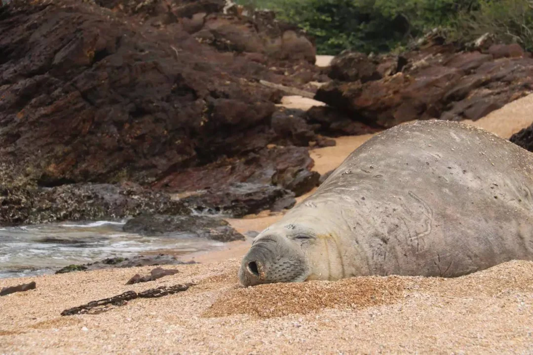Elefante marinho visitou Balneário Camboriú por alguns anos (Foto PMBC)